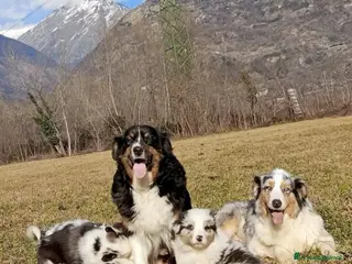 Australian Shepherd cani Cuccioli di Australian Shepherd - Annuncio 3