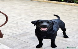 Labrador cani per accoppiamento: Labrador nero per accoppiamento monta pedigre enci - Immagine 4