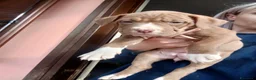 Pitbull cani in vendita: American Pitbull terrier ukc  - Annuncio 5