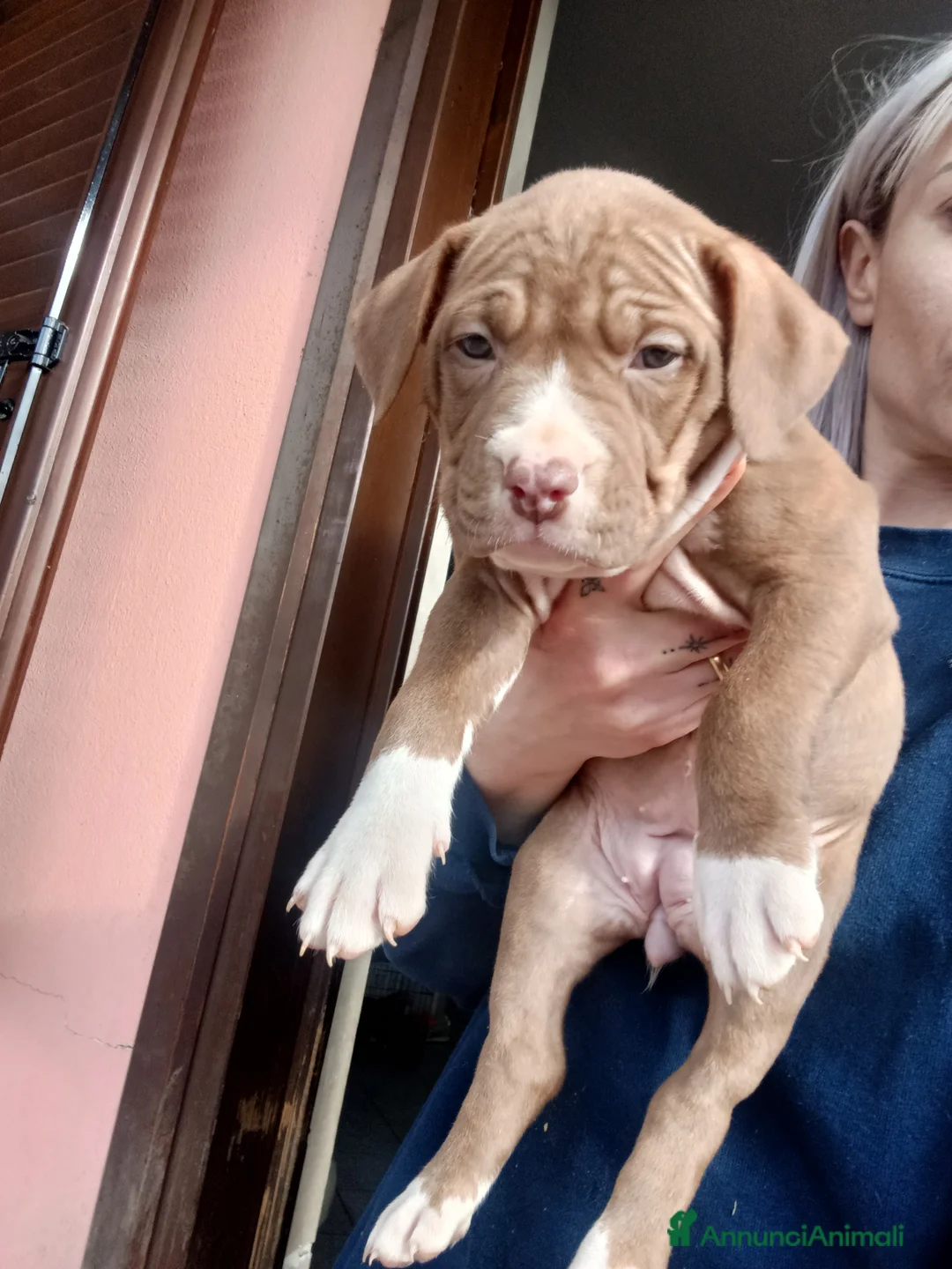 Pitbull cani in vendita: American Pitbull terrier ukc  - Annuncio 5