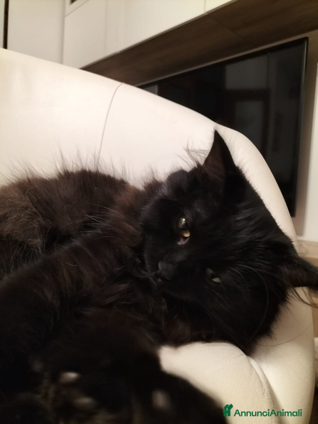 Siberiano gatti in vendita: Cuccioli gatto siberiano ipoallergenici  - Annuncio 6