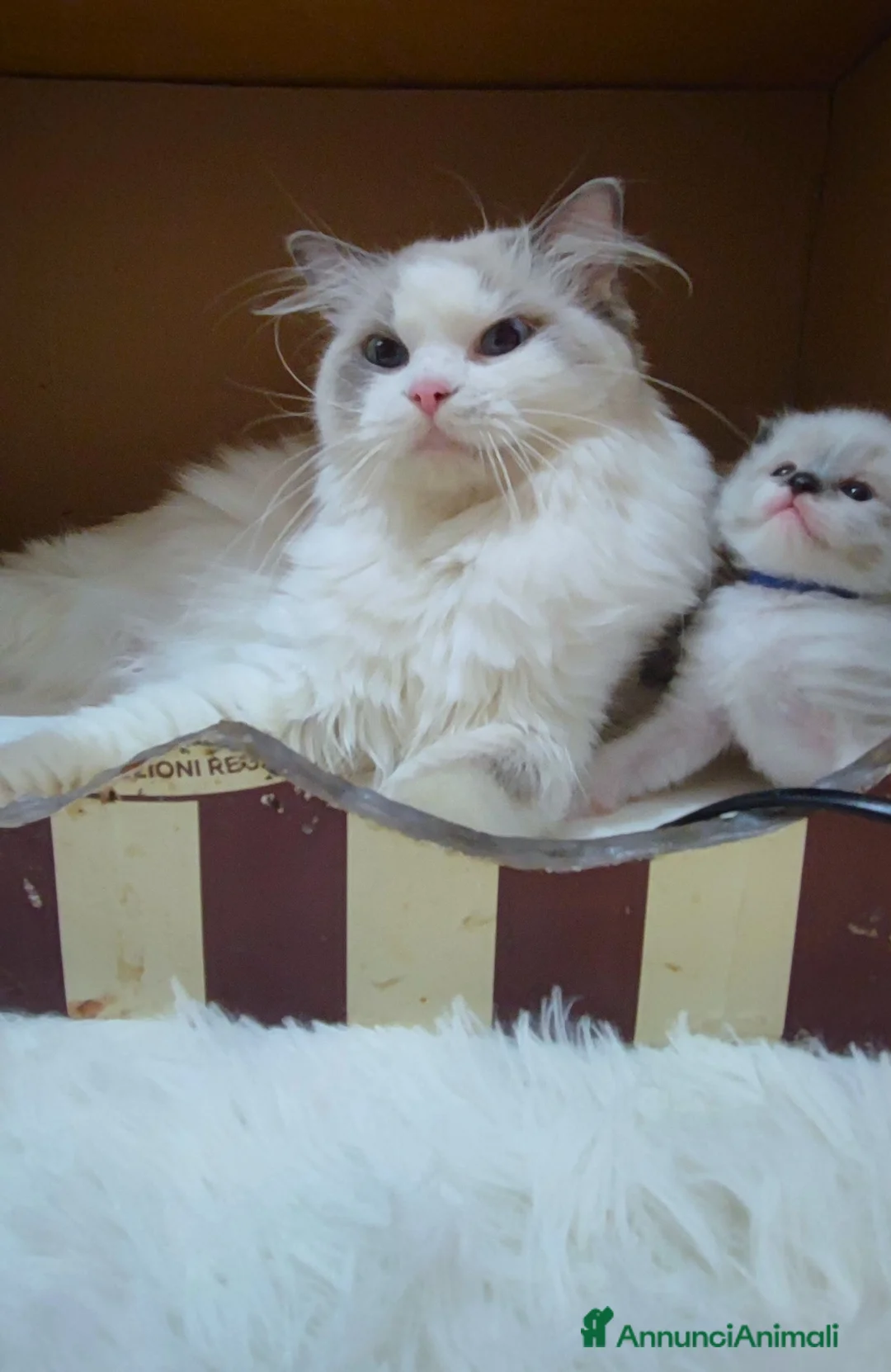 Ragdoll gatti in vendita: stupendo cucciolo ragdoll con pedigree ministerial - Annuncio 5