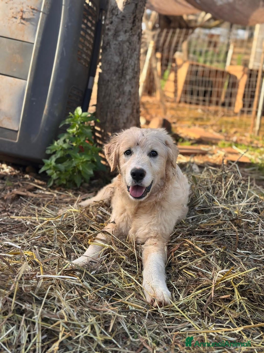 Altre razze cani in regalo: ben e brody - Annuncio 4