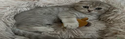 Scottish gatti in vendita: Impossibile non innamorarsi di lui! 🤎 - Annuncio 1