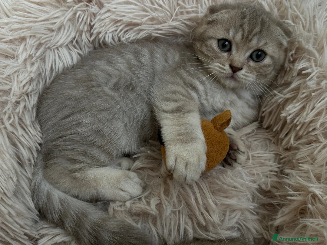 Scottish gatti in vendita: Impossibile non innamorarsi di lui! 🤎 - Annuncio 1