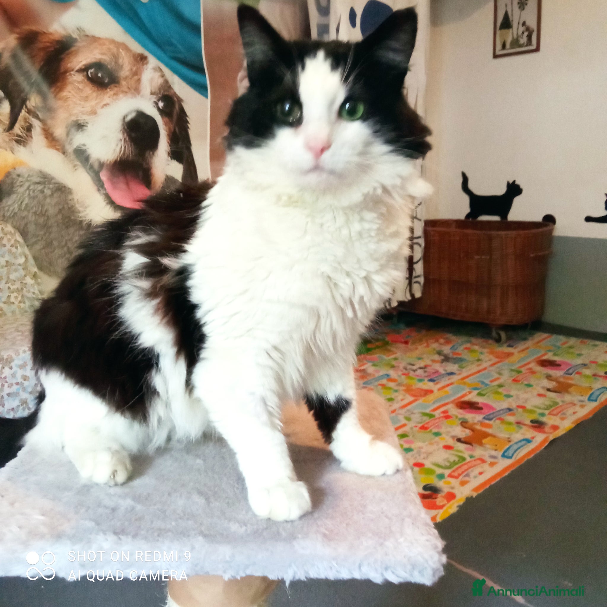 Meticcio gatti Tobia cerca casa - Annuncio 1