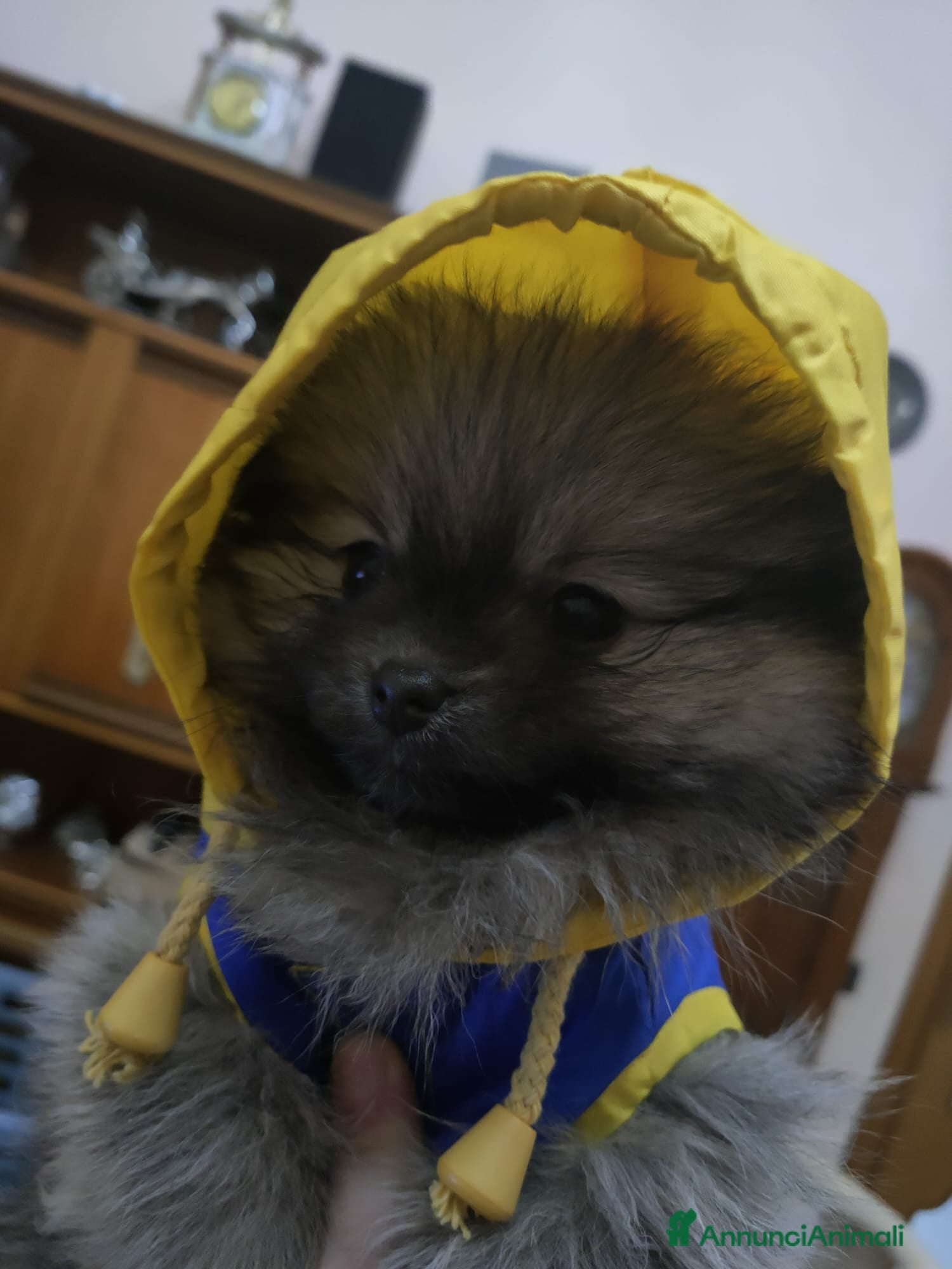 Volpino Pomerania cani POMERANIA  - Annuncio 2