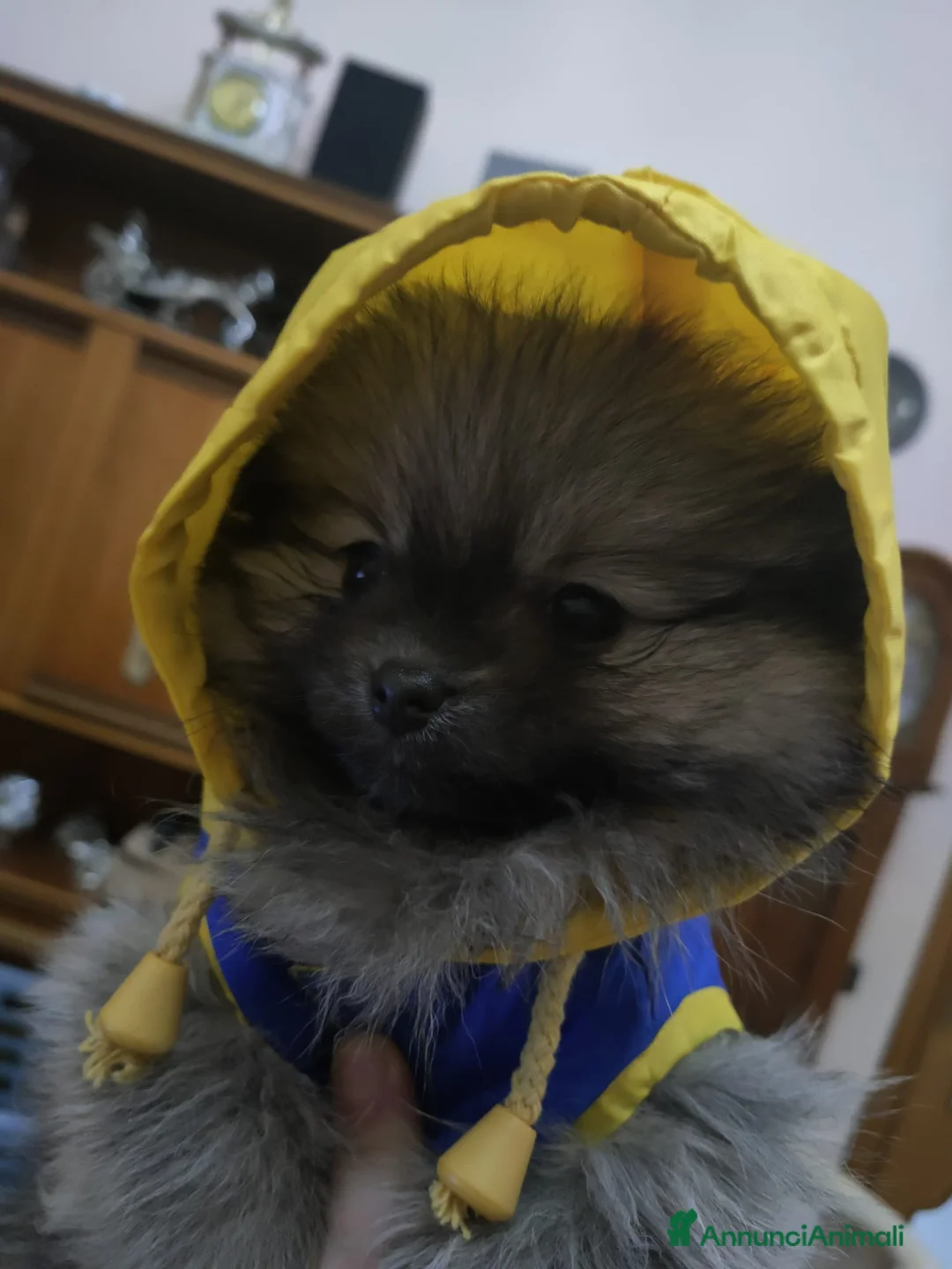 Volpino Pomerania cani in vendita: POMERANIA  - Annuncio 2