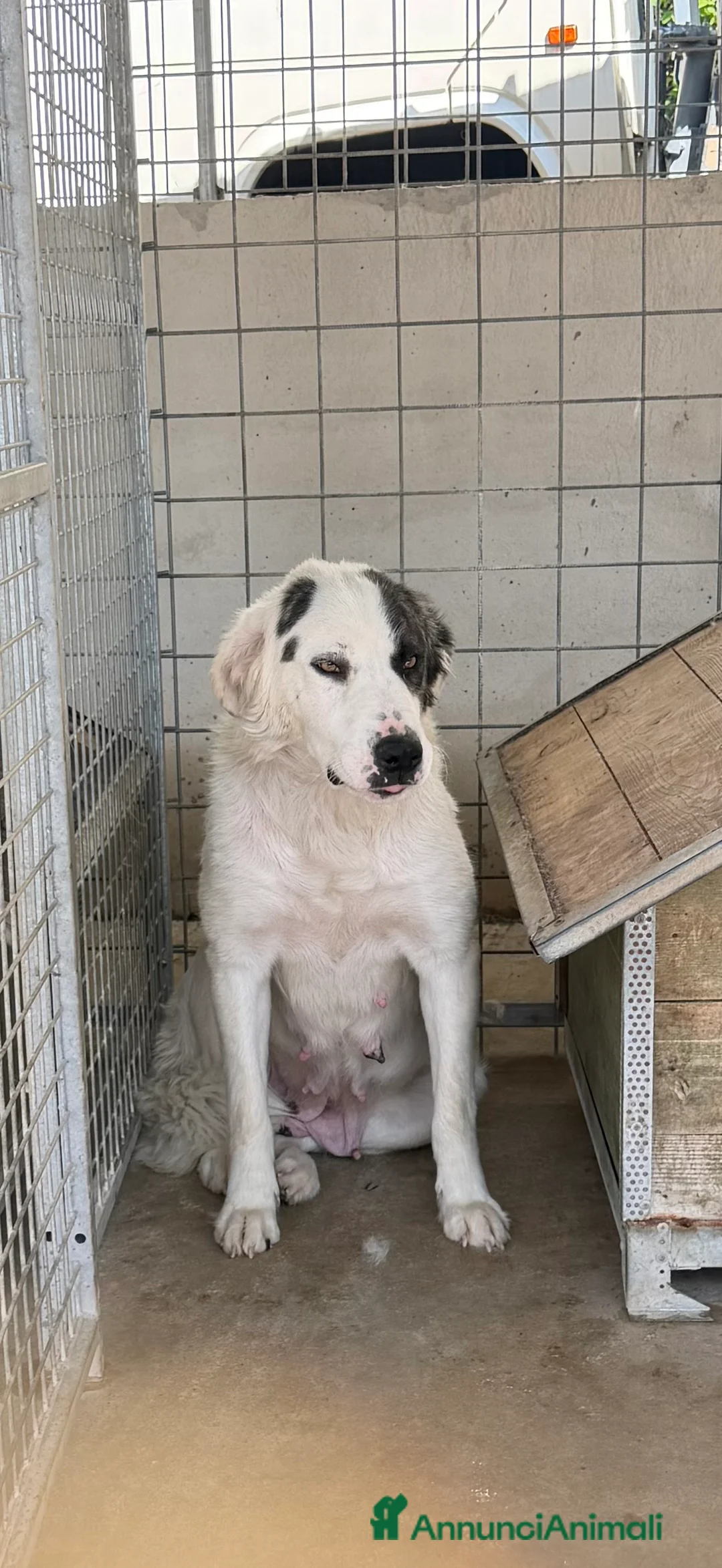 Meticcio cani in regalo: Ballo  a Provincia di Varese - Annuncio 2