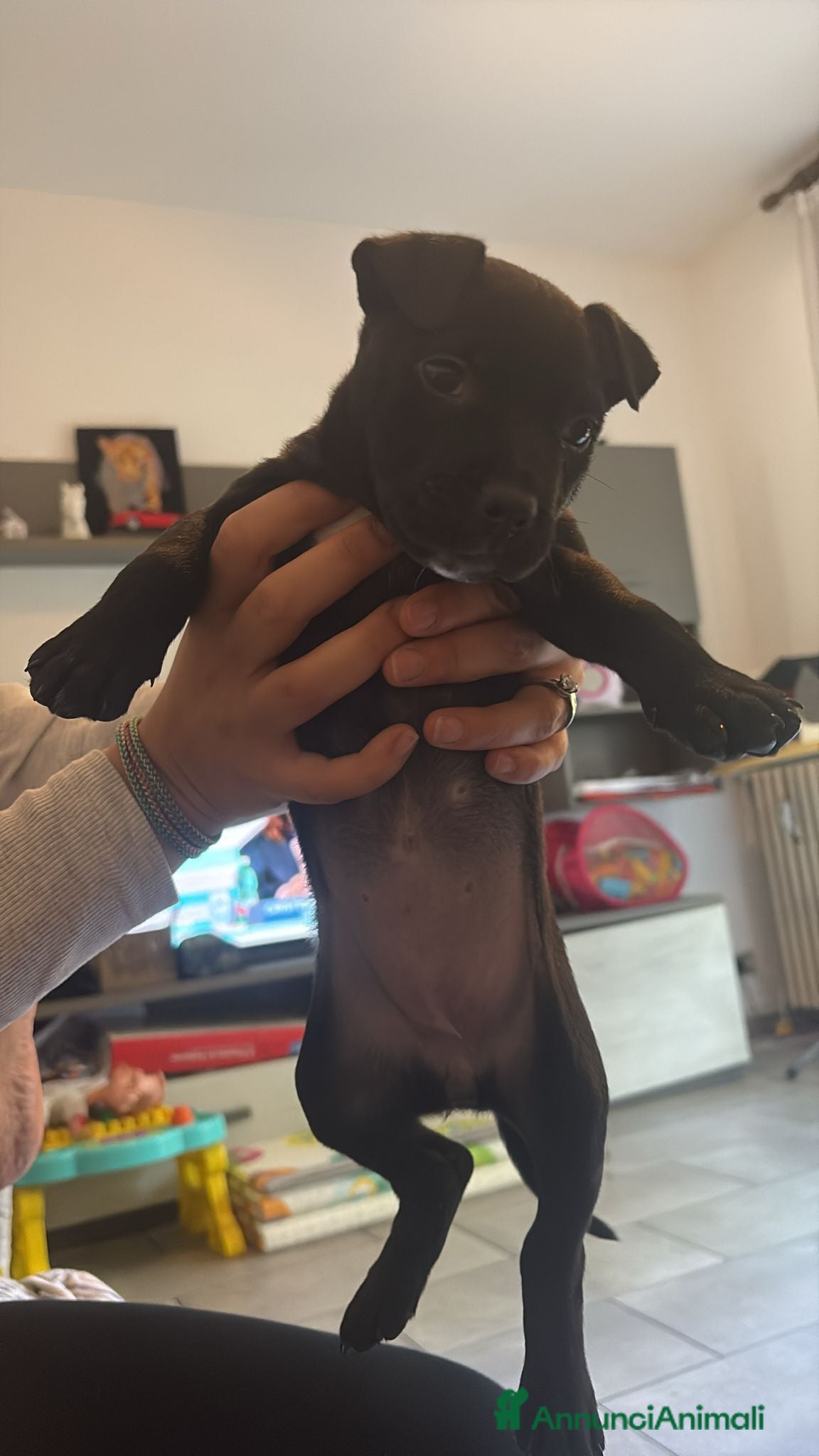 Meticcio cani Animale  - Annuncio 22