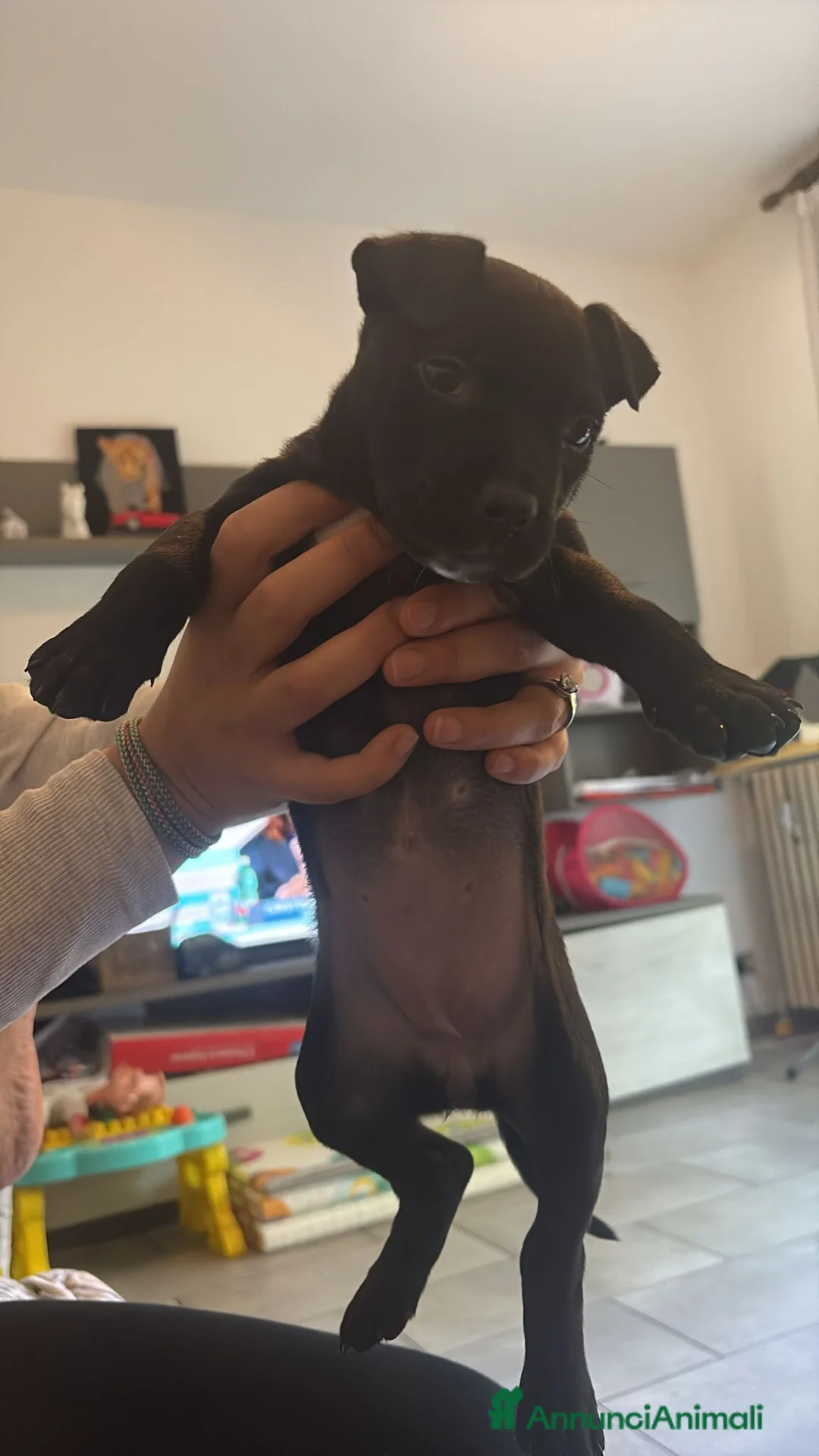 Meticcio cani in vendita: Animale  a Città metropolitana di Milano - Annuncio 1
