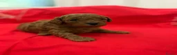 Barboncino Toy cani in vendita: Barboncini toy red brown  - Annuncio 6