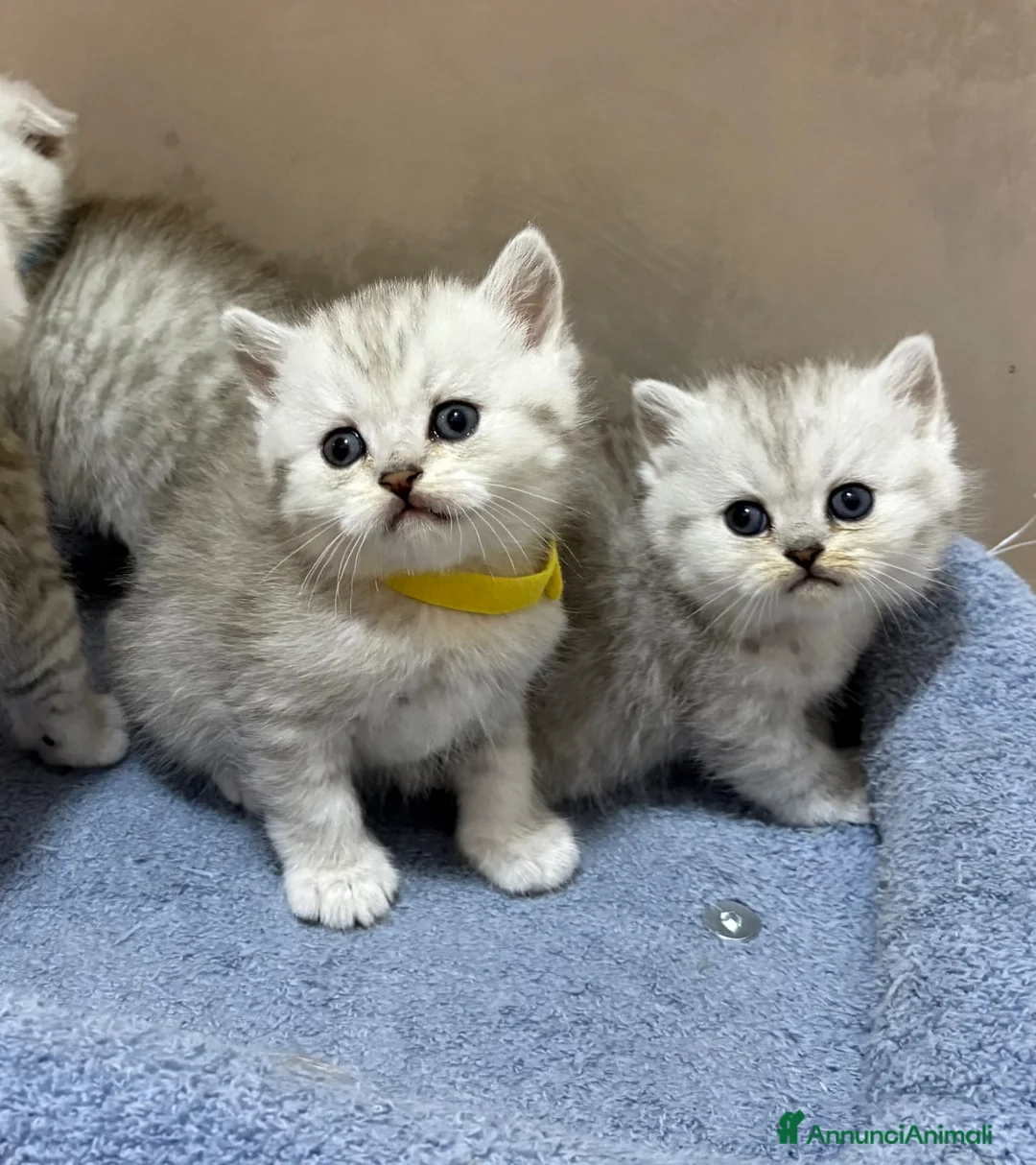 British gatti in vendita: Scottish fold sthrait  - Annuncio 2