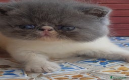 Exotic Shorthair gatti in vendita: Cucciolo esotico maschio 1 mese a Provincia di Pisa - Immagine 3