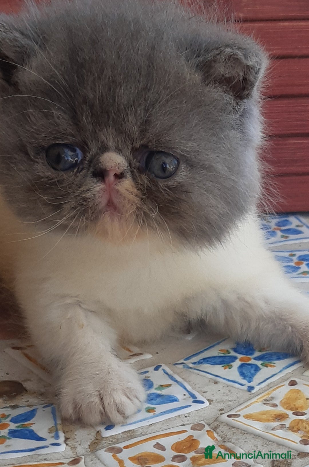 Exotic Shorthair gatti in vendita: Cucciolo esotico maschio 1 mese a Provincia di Pisa - Immagine 3
