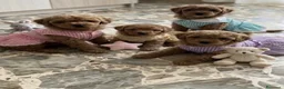 Barboncino cani in vendita: Barboncine  - Annuncio 3
