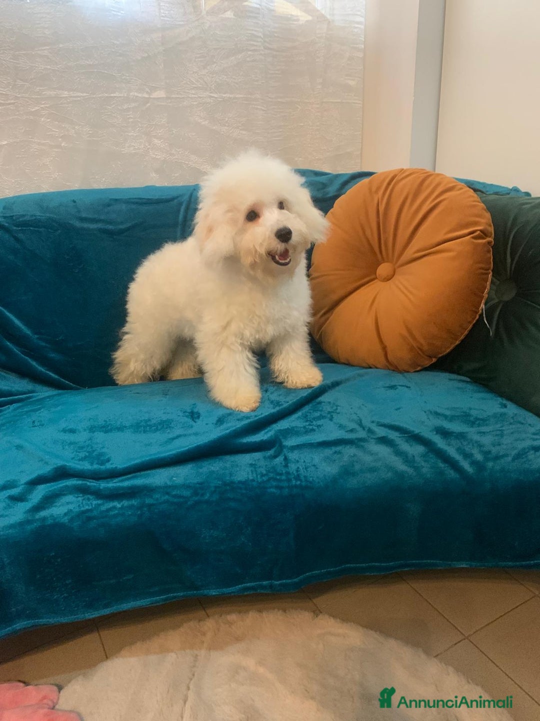 Barboncino cani in vendita: Barboncini Marroni , Bianchi e Neri con Pedigree - Annuncio 5