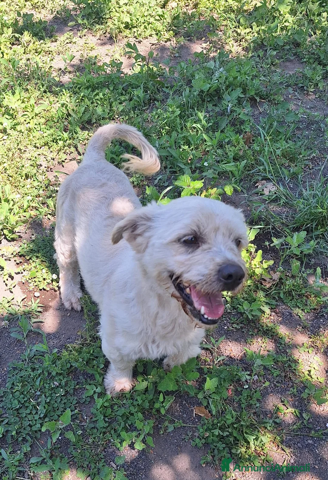 Maltese cani in regalo: Teddy  a Città Metropolitana di Napoli - Annuncio 3