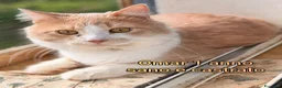 Altre razze gatti in regalo: GATTINI: SIAMO AL COLLASSO! a Città Metropolitana di Firenze - Annuncio 2