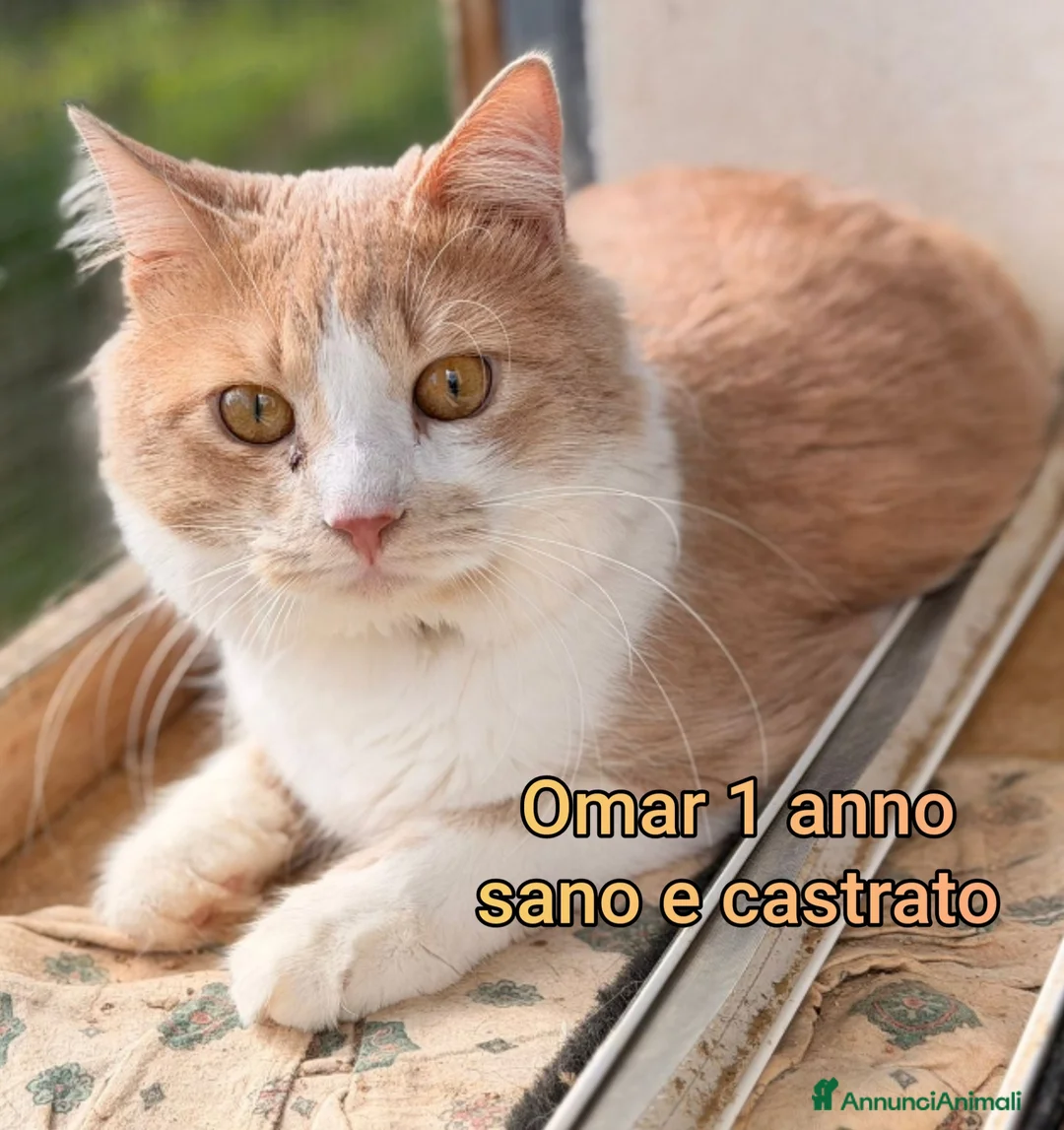 Altre razze gatti in regalo: GATTINI: SIAMO AL COLLASSO! a Città Metropolitana di Firenze - Annuncio 2