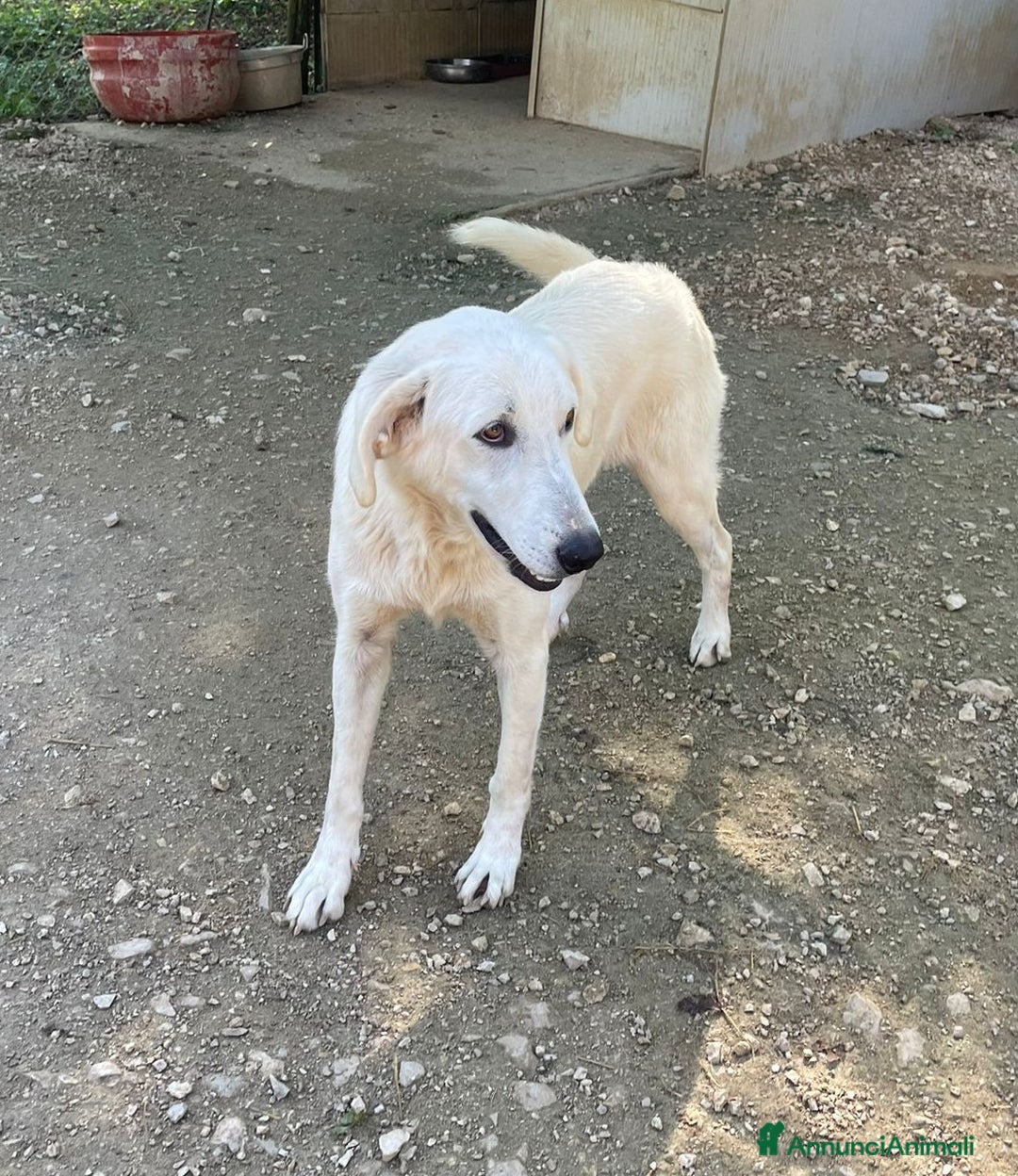 Meticcio cani in regalo: LA DOLCE E BELLA ZULEYA - Annuncio 4