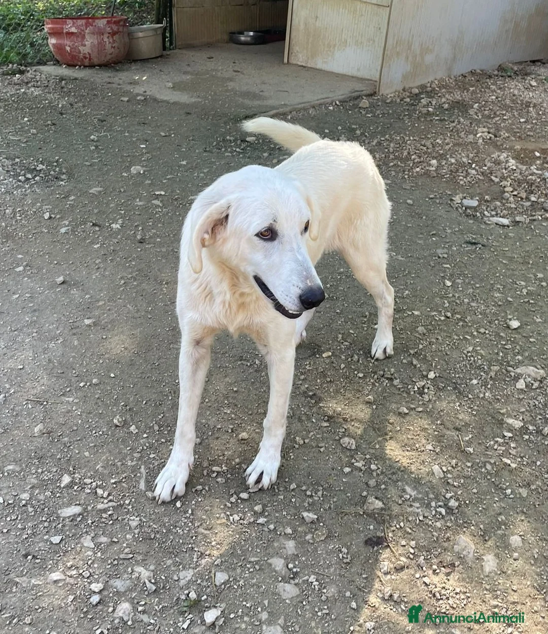 Meticcio cani in regalo: LA DOLCE E BELLA ZULEYA - Annuncio 4