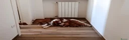 Meticcio cani in vendita: Cuccioli cani da caccia a Città Metropolitana di Bari - Annuncio 3