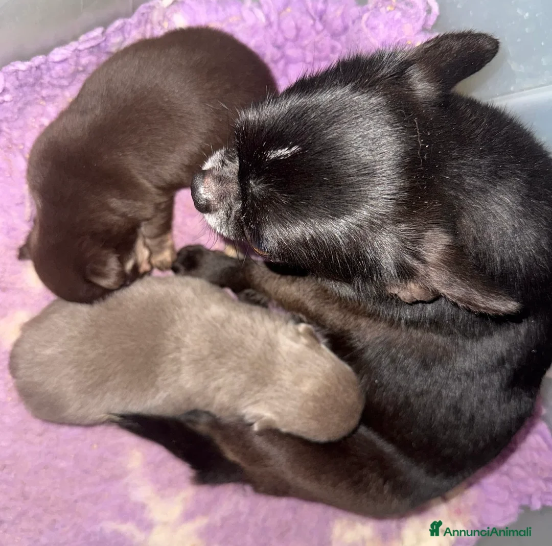 Chihuahua cani in vendita: Chihuahua TreQuartidiLuna  - Annuncio 4