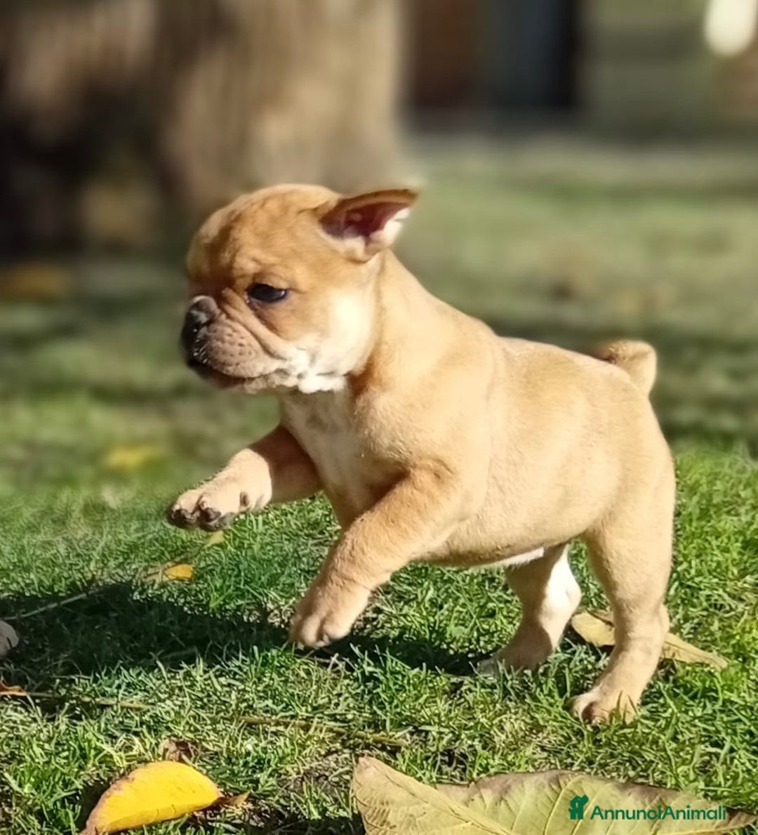 Bulldog Francese cani in vendita: Bulldog francese  - Annuncio 2