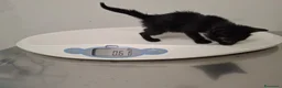 Meticcio gatti in regalo: Tutto nero e simpatico, maschietto 2 mesi  - Annuncio 3
