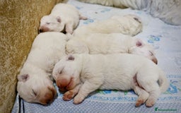 Pastore Maremmano cani in vendita: Cucciolata Pastore Maremmano Abruzzese - Pedigree - Immagine 2