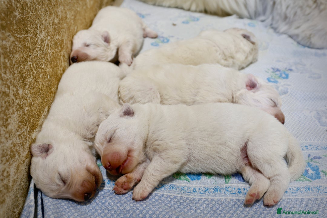 Pastore Maremmano cani in vendita: Cucciolata Pastore Maremmano Abruzzese - Pedigree - Immagine 2