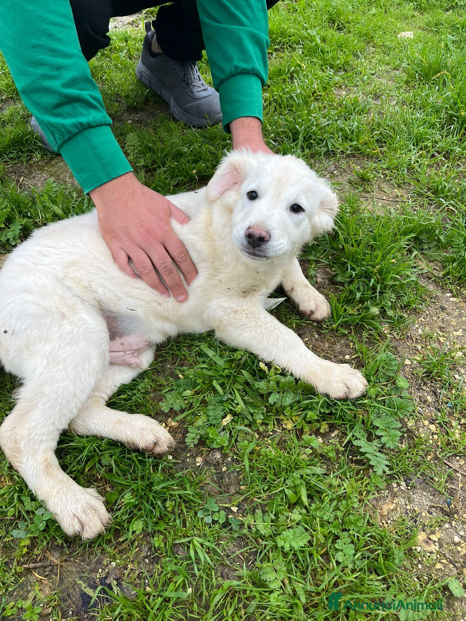 Altre razze cani ALFIE, ABEL, ADOR, ALMA E AKON - Annuncio 9