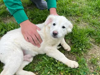 Altre razze cani ALFIE, ABEL, ADOR, ALMA E AKON - Annuncio 9