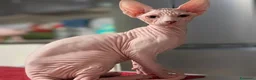 Sphynx gatti in vendita: 3 Gattini  Canadian Sphynx con PEDIGREE - Annuncio 6