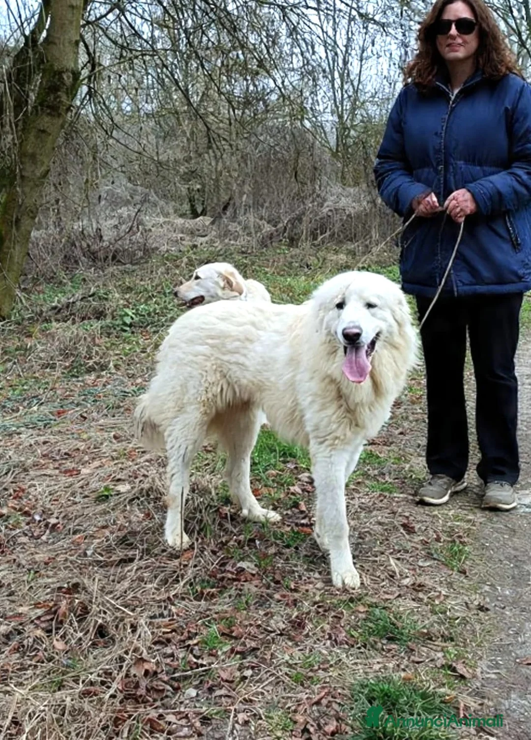 Cane da Montagna dei Pirenei cani in regalo: Cucciolone Patou raggio di luna: candido e buono - Annuncio 6