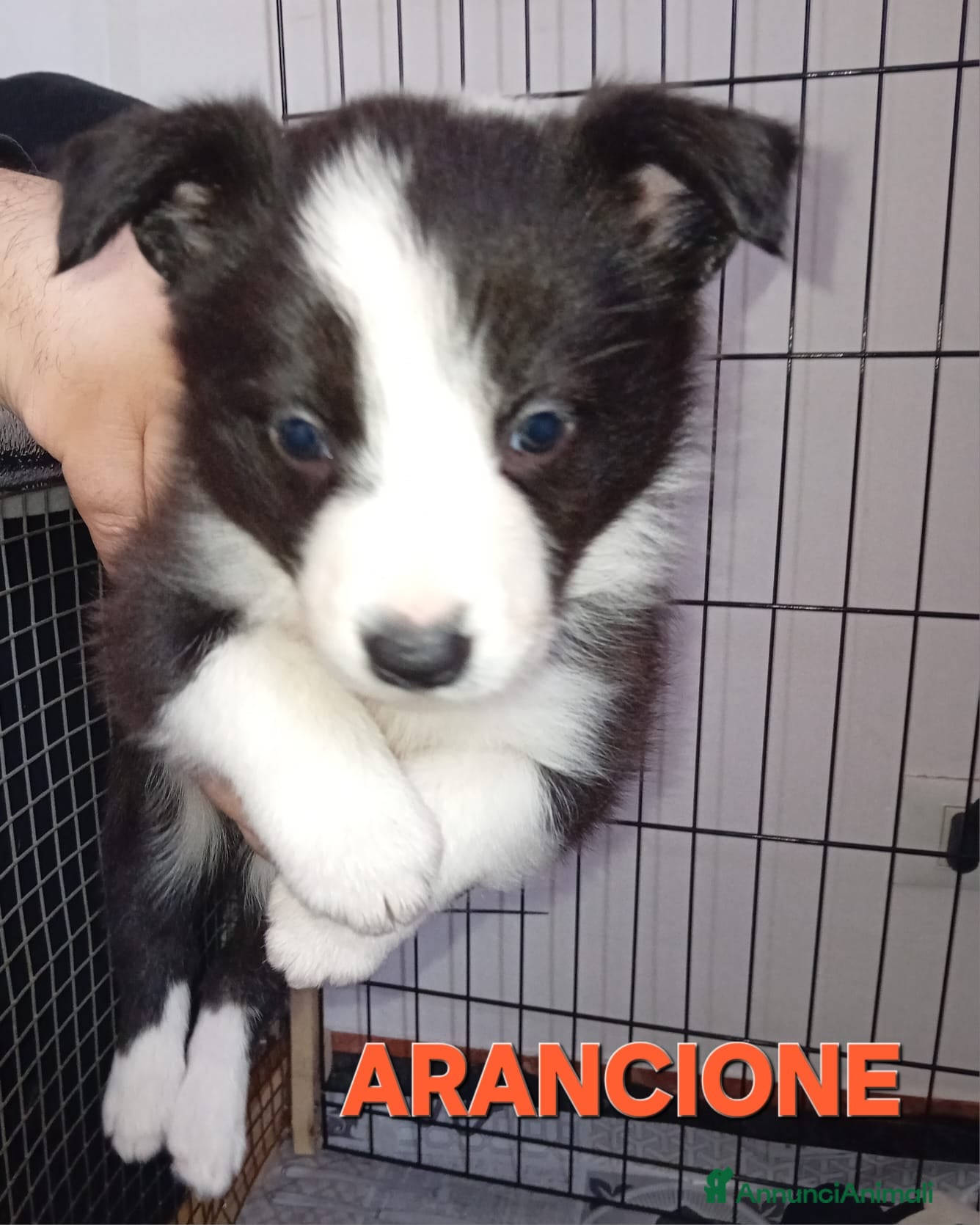 Border Collie cani cuccioli border collie  - Annuncio 2