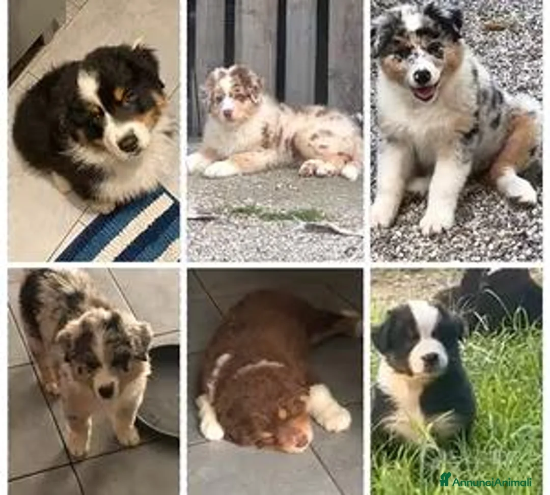 Australian Shepherd cani per accoppiamento: Pastore australiano per monte - Annuncio 5