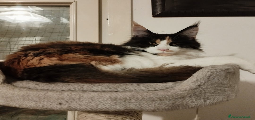 Immagine della galleria {{count}}