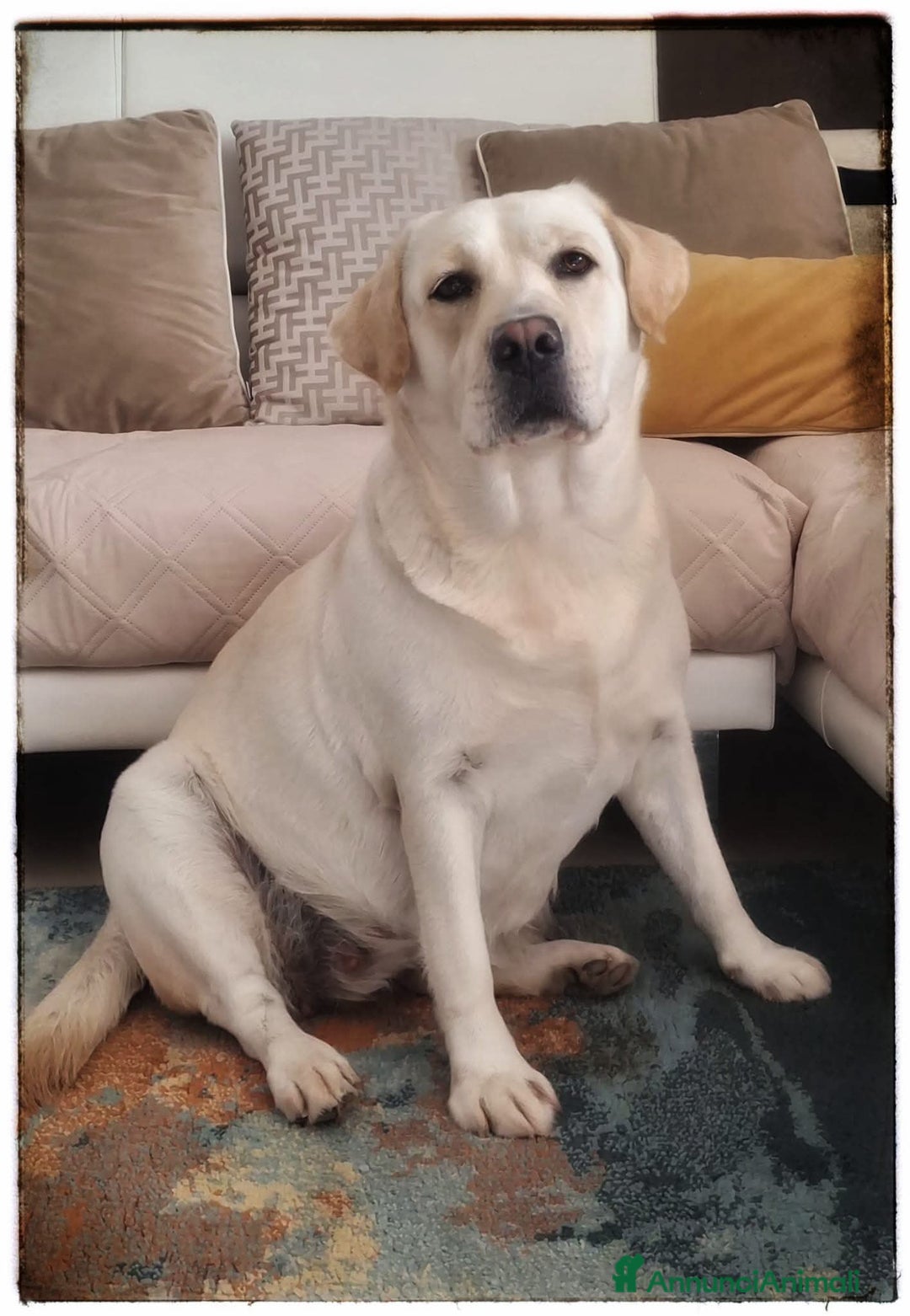 Labrador cani in vendita: Cuccioli di Labrador Retriever Gialli - Annuncio 1