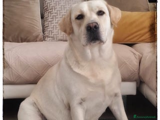 Labrador cani Cuccioli di Labrador Retriever Gialli - Annuncio 10