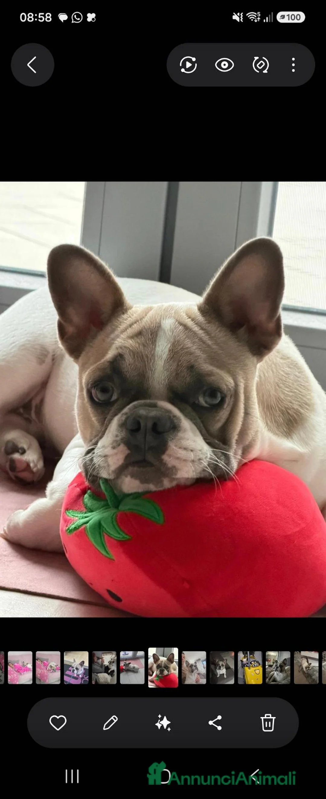 Bulldog Francese cani per accoppiamento: Buldog francese originale  a Provincia di Foggia - Annuncio 1