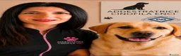 Labrador cani in vendita: Figli di campione riproduttore superpedigree - Annuncio 1