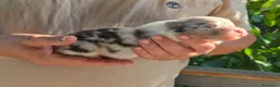 Australian Shepherd cani in vendita: Cuccioli di pastore australiano  - Annuncio 3