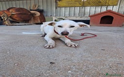 Meticcio cani in regalo: XENA cucciola amorevole - Immagine 2