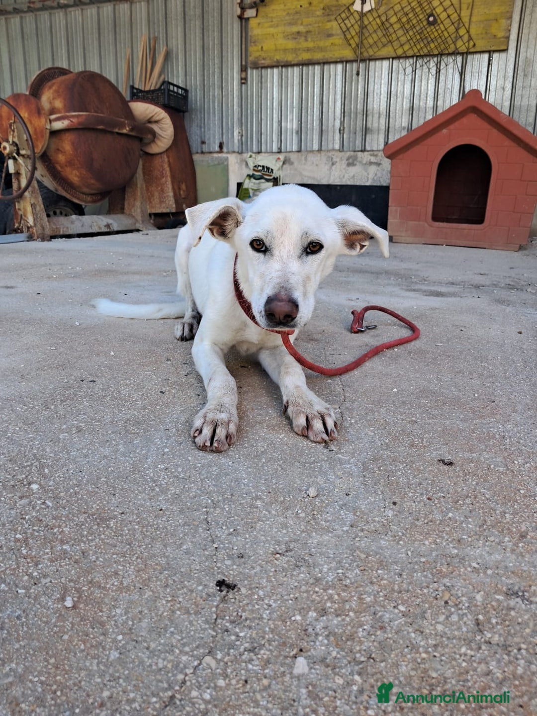 Meticcio cani in regalo: XENA cucciola amorevole - Annuncio 2