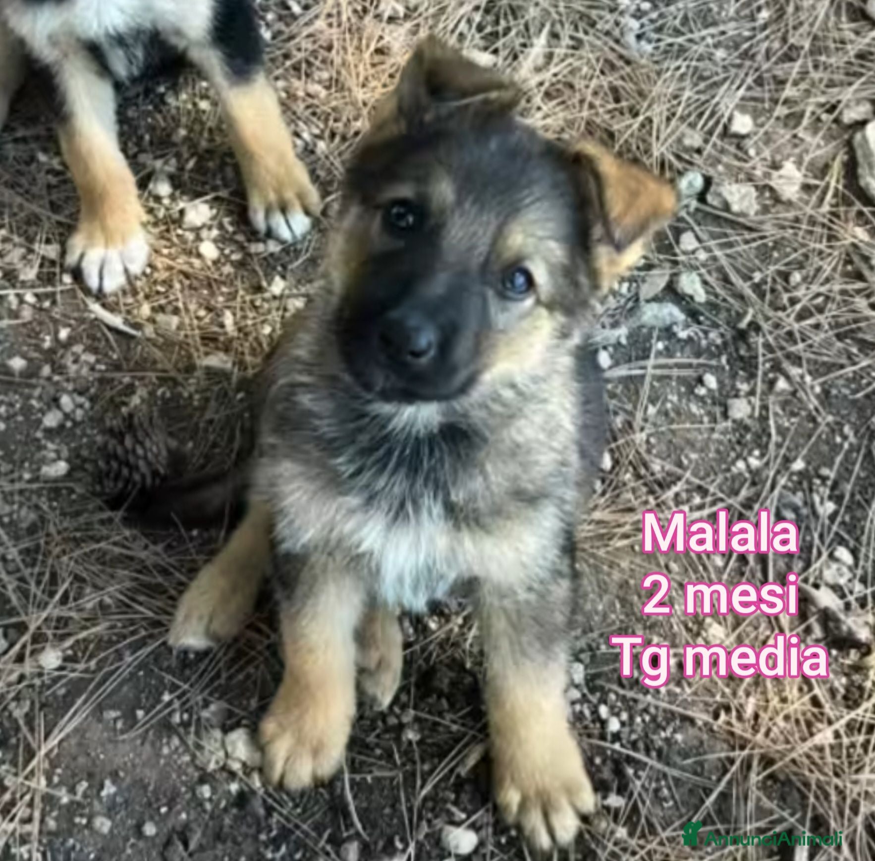 Meticcio cani CUCCIOLI IN CERCA D'AMORE  - Annuncio 16