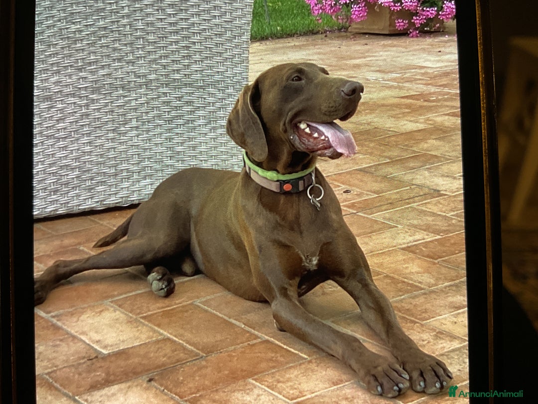 Bracco cani per accoppiamento: Cerco bracco femmina per accoppiamento - Annuncio 1