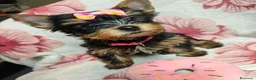 Meticcio cani in vendita: ✨Splendidi Yorkshire Terrier✨ - Annuncio 4