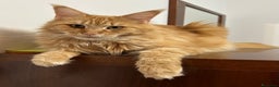 Maine Coon gatti in vendita: Cuccioli Maine Coon - Annuncio 9